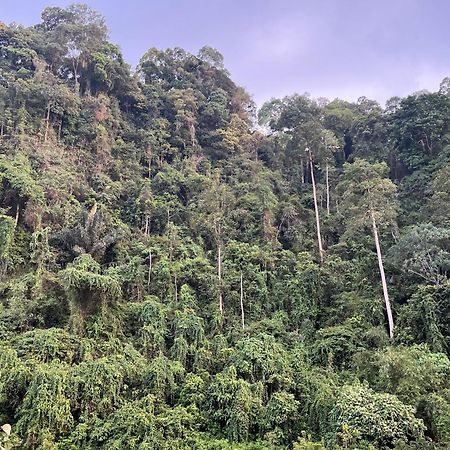 Ridho'S Homestay & Jungle Trekking Bukit Lawang Esterno foto
