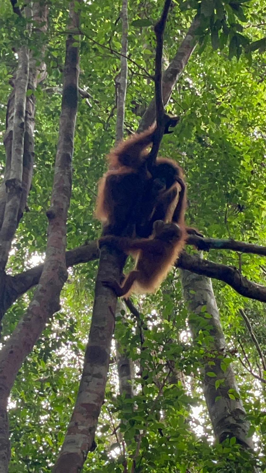 Ridho'S Homestay & Jungle Trekking Bukit Lawang Esterno foto