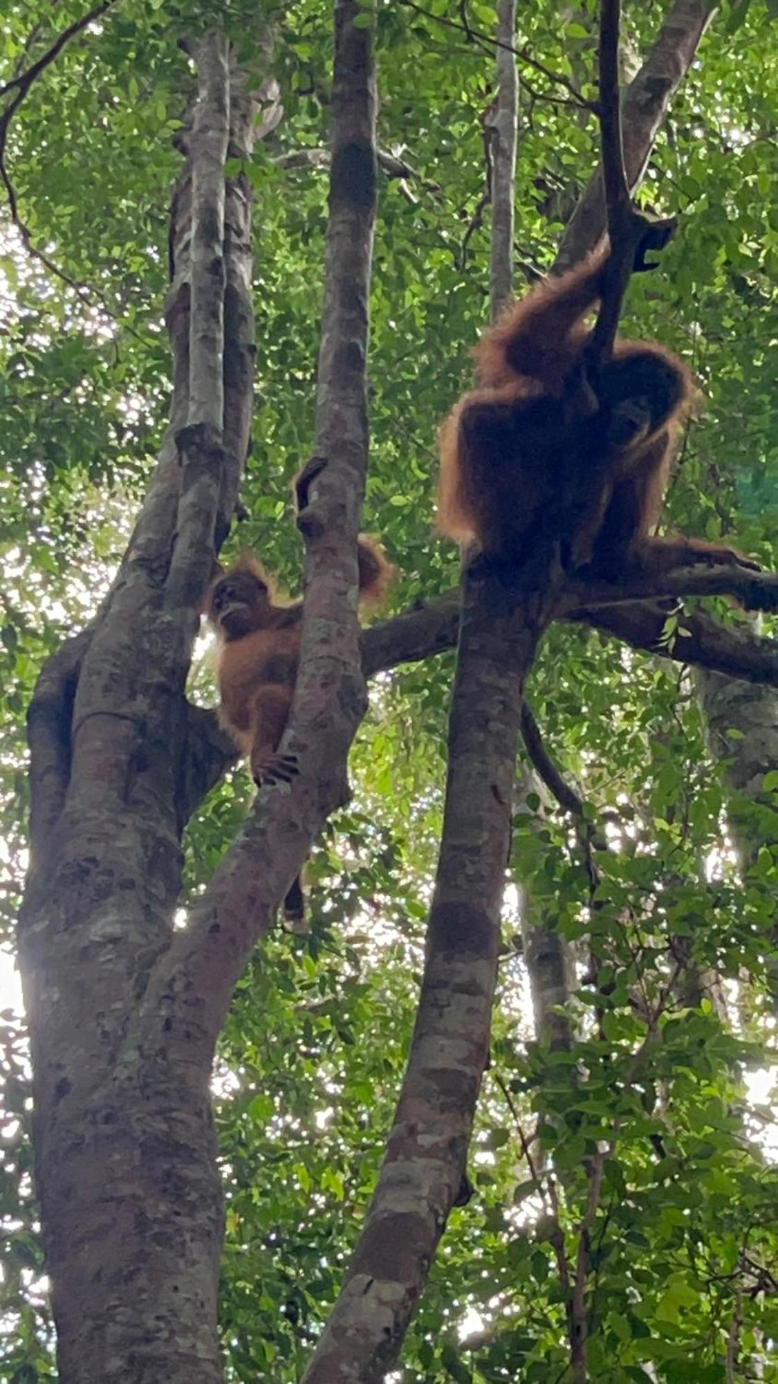 Ridho'S Homestay & Jungle Trekking Bukit Lawang Esterno foto