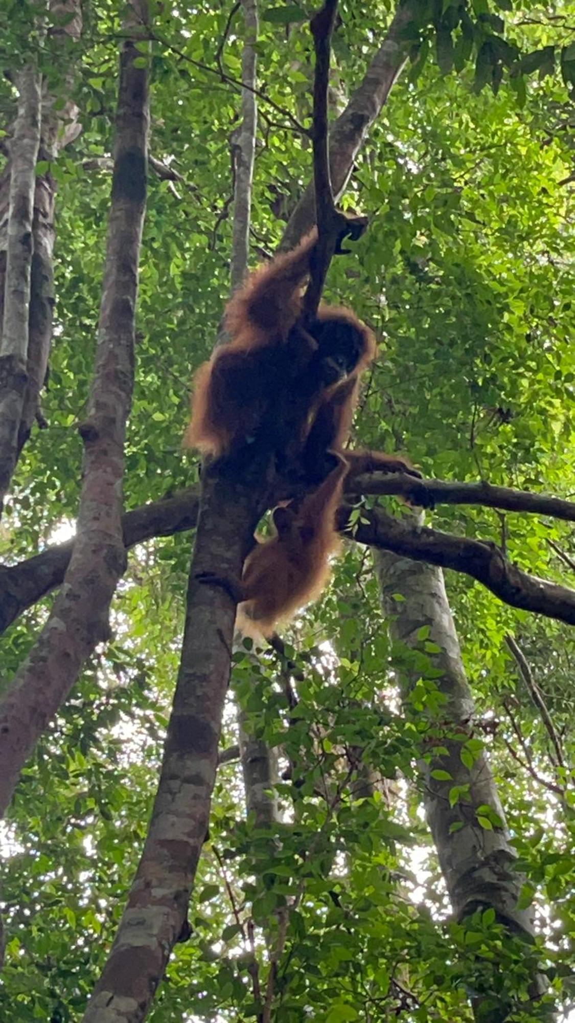 Ridho'S Homestay & Jungle Trekking Bukit Lawang Esterno foto