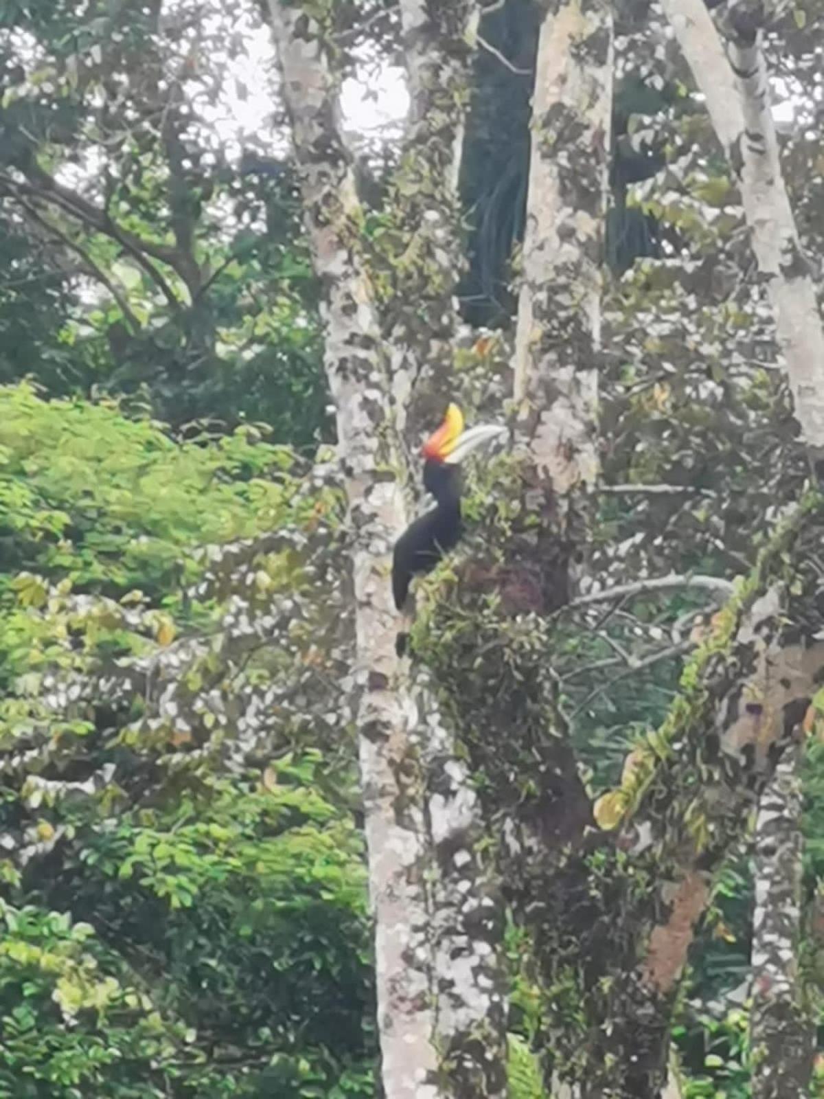 Ridho'S Homestay & Jungle Trekking Bukit Lawang Esterno foto