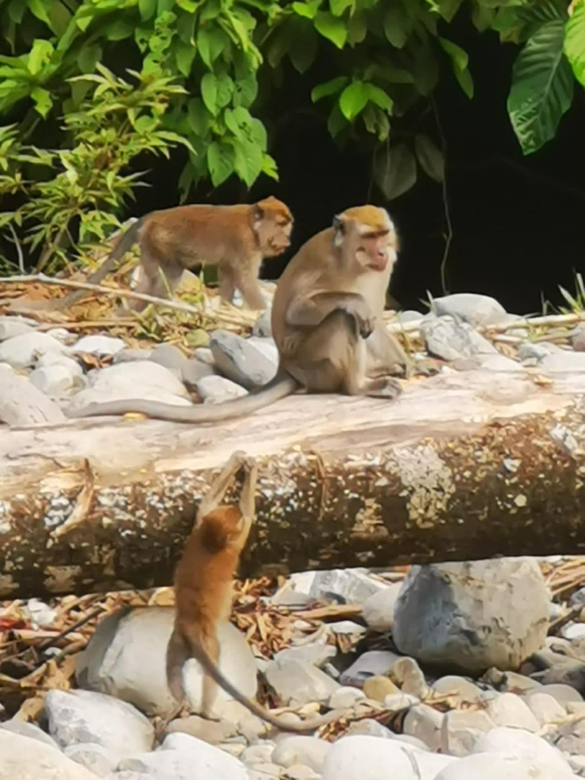 Ridho'S Homestay & Jungle Trekking Bukit Lawang Esterno foto