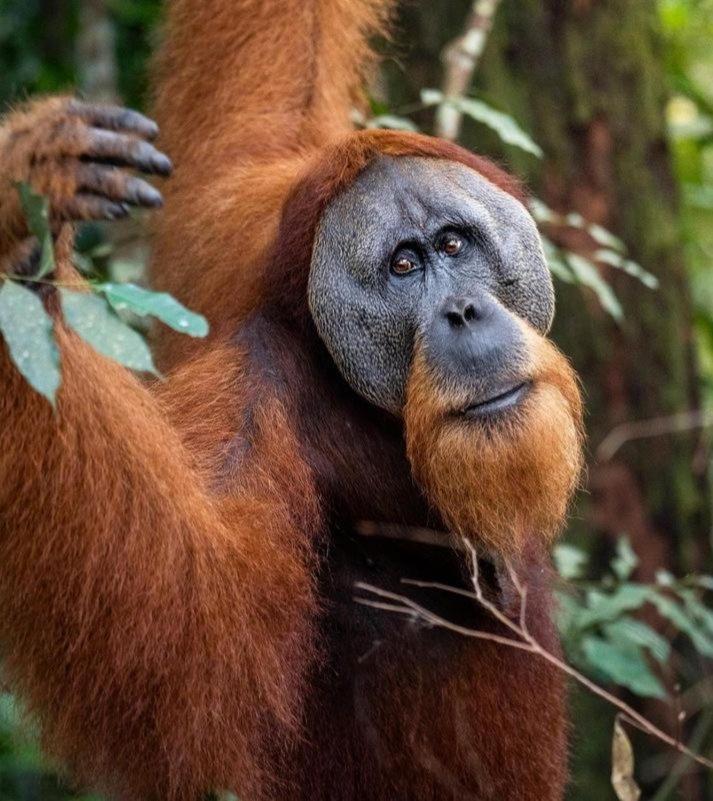 Ridho'S Homestay & Jungle Trekking Bukit Lawang Esterno foto